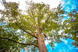 Austin, TX Tree Services Company