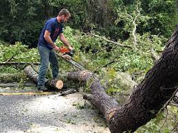 How Our Tree Care Process Works  in  Austin, TX