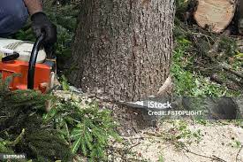 Best Hazardous Tree Removal  in Austin, TX