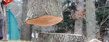 Austin, TX Tree Services Pros